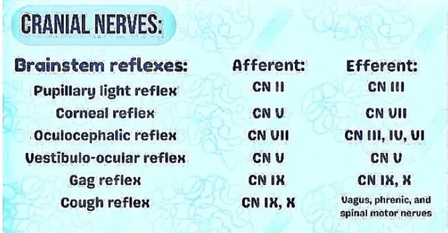 pares craneales y sus reflejos